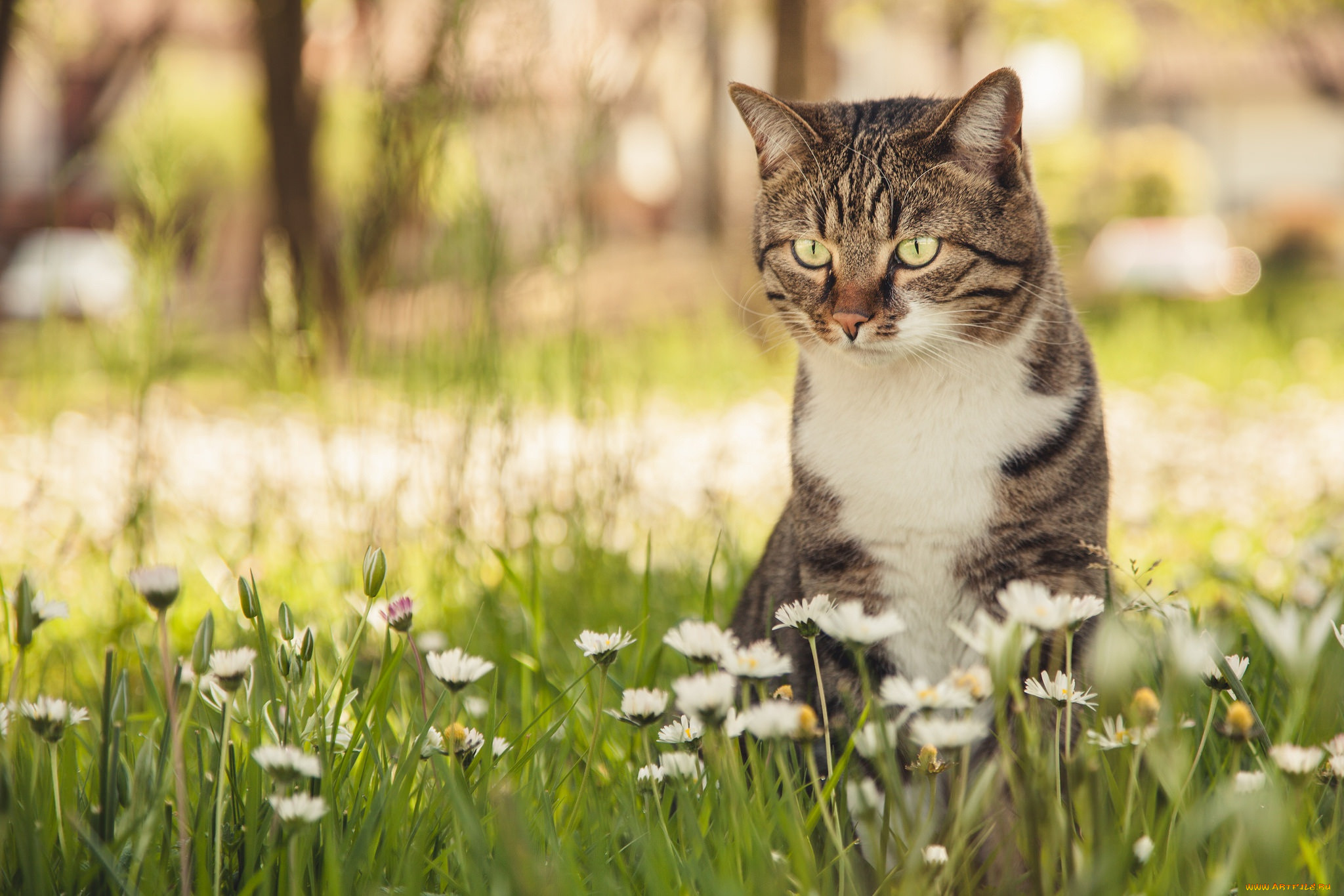 Весенняя кошечка. Весенний кот. Кошки весной. Трава для кошек.